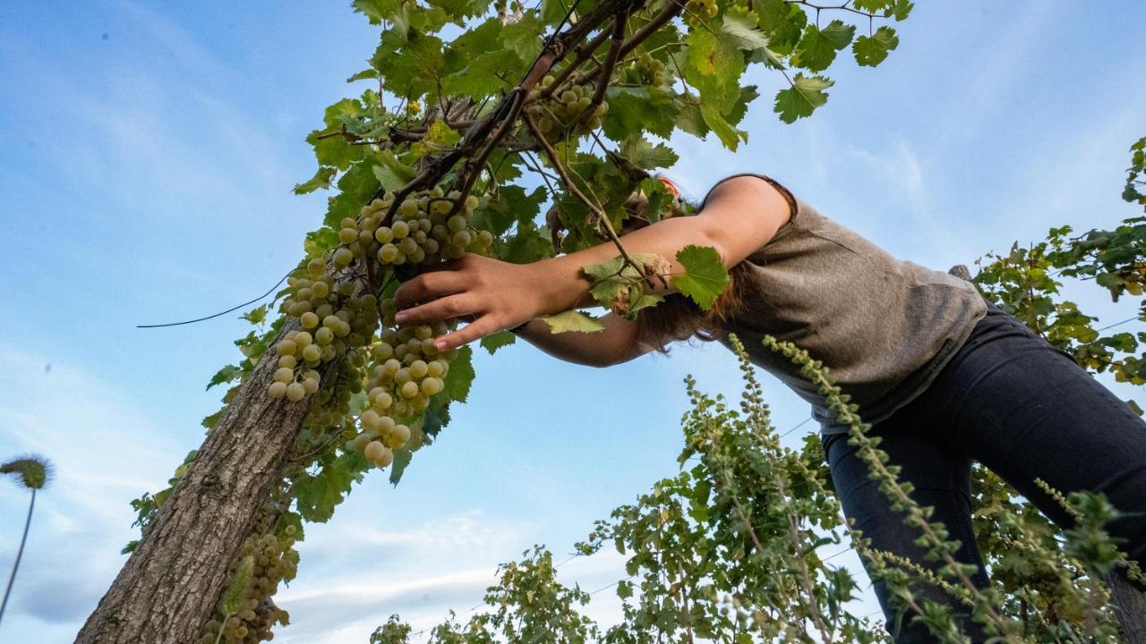Chateau Mosmieri Hotel & Winery Τελάβι Εξωτερικό φωτογραφία